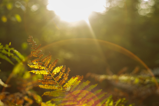 Nature's Healing Touch: Embracing the Outdoors for Wellness